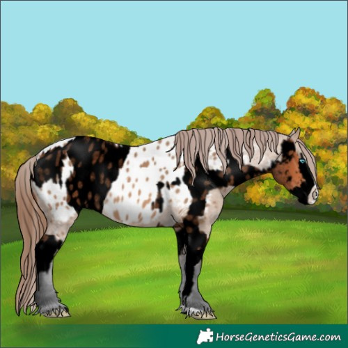 Horse Color:Void Bay Roan Splash Appaloosa  and Bay Dun Splash Appaloosa 