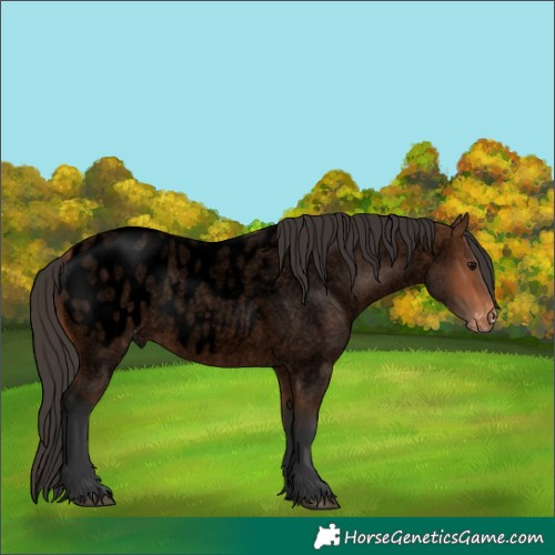 Horse Color:Void Bay Roan Appaloosa 