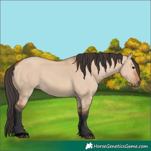 Horse Color:Void Bay Dun 