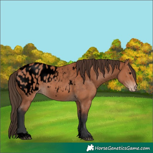 Horse Color:Void Bay Appaloosa 