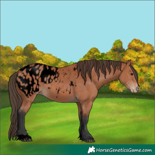 Horse Color:Void Bay Appaloosa 
