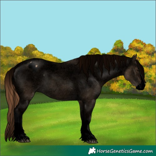Horse Color:Void Bay Dun Splash Appaloosa 