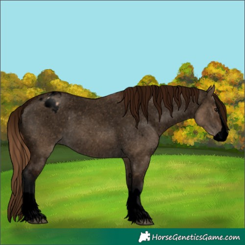 Horse Color:Void Bay Dun Splash Appaloosa 