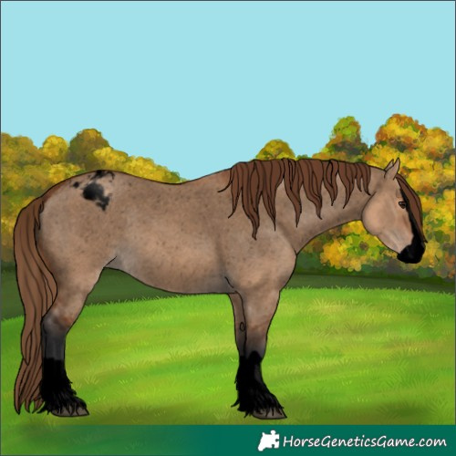 Horse Color:Void Bay Dun Splash Snowcap 