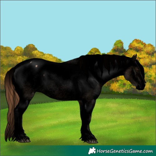 Horse Color:Void Bay Dun Splash Appaloosa 
