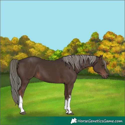 Horse Color:White Spotted Liver Chestnut Mushroom 