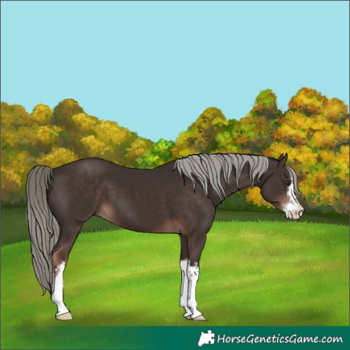 Horse Color:White Spotted Liver Chestnut Mushroom 