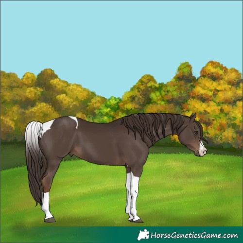 Horse Color:White Spotted Liver Chestnut Tobiano 