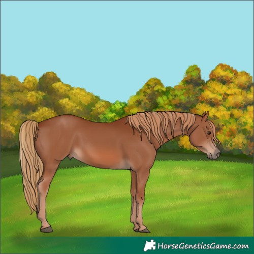 Horse Color:Chestnut 