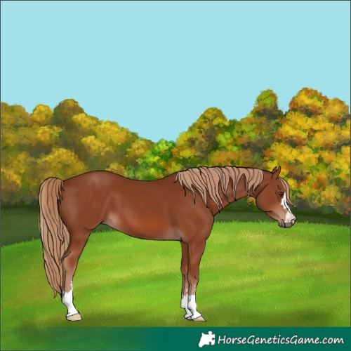 Horse Color:Chestnut 