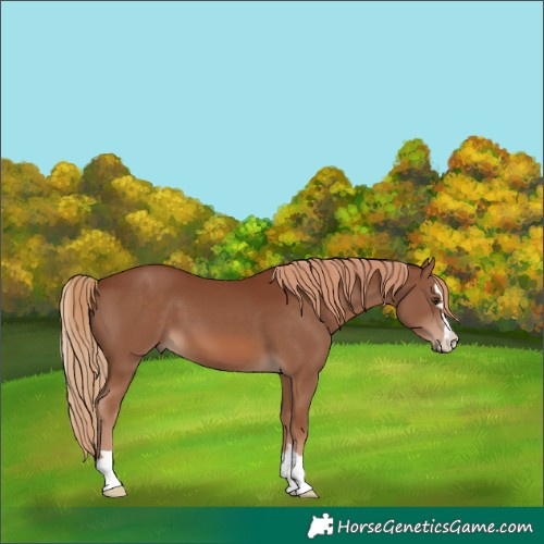 Horse Color:Chestnut 