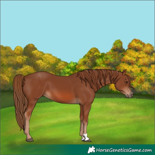 Horse Color:Chestnut 