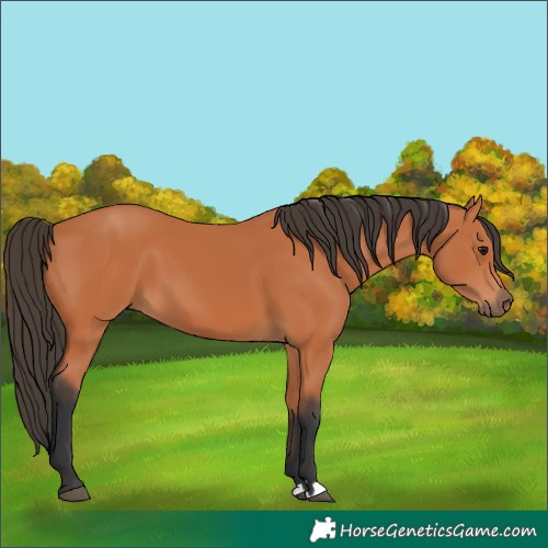 Horse Color:Bay 