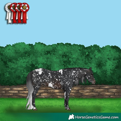 Horse Color:White Spotted Brown Appaloosa 
