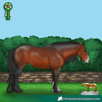 Horse Color:Brown Sabino 