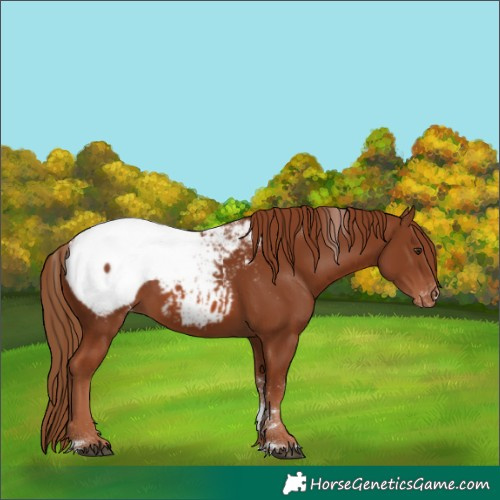 Horse Color:Powder White Chestnut Tobiano Snowcap 