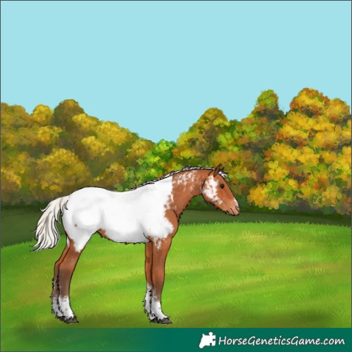Horse Color:Powder White Silver Bay Tobiano Appaloosa 
