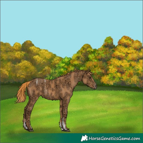 Horse Color:Unknown 