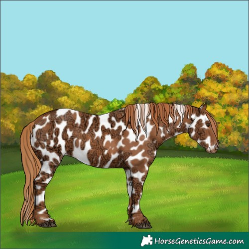 Horse Color:Chestnut Ice Near Leopard 