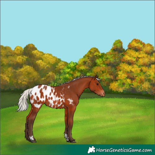 Horse Color:Silver Bay Tobiano Blanket 