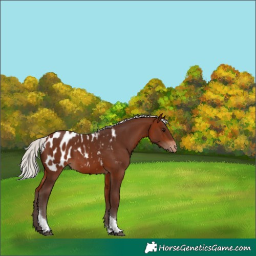 Horse Color:Unknown 