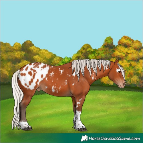 Horse Color:White Spotted Silver Bay Tobiano Blanket 