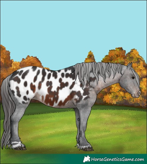 Horse Color:Brown Appaloosa