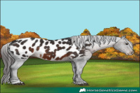 Horse Color:Brown Blanket 