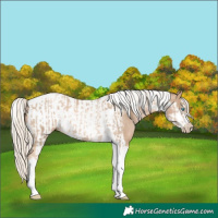 Horse Color:Chocolate Palomino Pearl Tobiano Frame and Chocolate Palomino Pearl Tobiano Frame