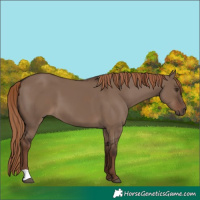Horse Color:Liver Red Dun 