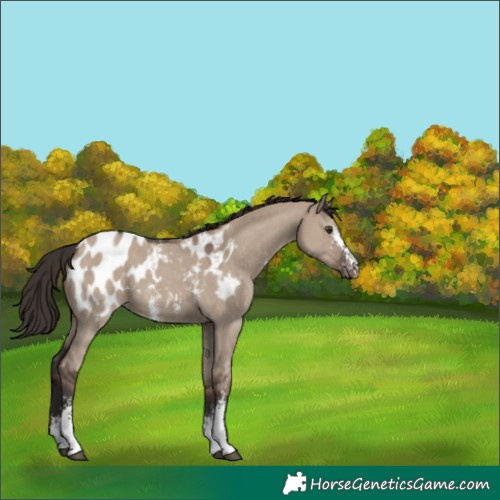 Horse Color:Liver Red Dun Sabino Appaloosa 