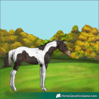 Horse Color:Liver Chestnut Tobiano Blanket 