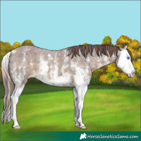 Horse Color:Plaid  Chocolate Brown Sabino Splash Varnish 