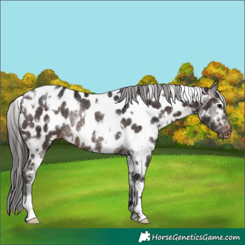 Horse Color:White Spotted Brown Appaloosa Rabicano 