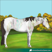 Horse Color:Sable Champagne Ice Tobiano Appaloosa 