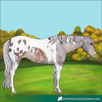 Horse Color:Nacre Silver Brown Tobiano Blanket Rabicano 