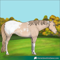 Horse Color:Perlino Tobiano Snowcap 