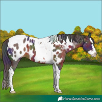 Horse Color:Nacre Liver Chestnut Splash Tobiano Near Leopard 