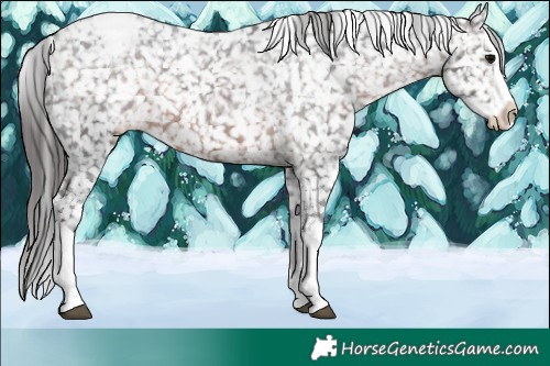 Horse Color:Brown Splash Appaloosa Rabicano