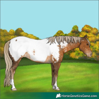 Horse Color:Chocolate Palomino Appaloosa Rabicano 