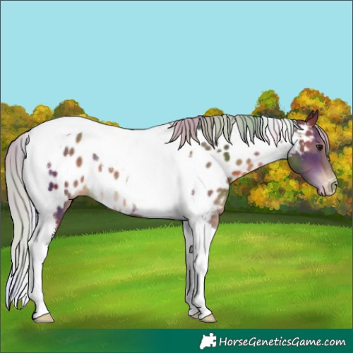 Horse Color:Nacre Silver Brown Tobiano Appaloosa 