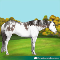 Horse Color:White Spotted Liver Chestnut Ice Splash 