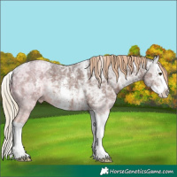 Horse Color:Liver Chestnut Ice Sabino Splash 