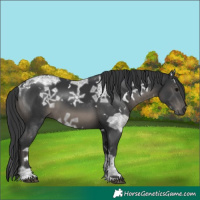 Horse Color:White Spotted Black Ice 