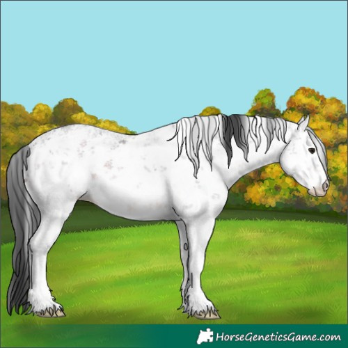 Horse Color:White Spotted Brown Ice Sabino 