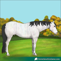 Horse Color:White Spotted Blue Ice Roan 