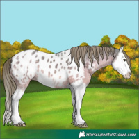 Horse Color:White Spotted Liver Chestnut Ice Splash Near Leopard 