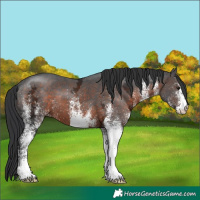 Horse Color:White Spotted Brown Ice 