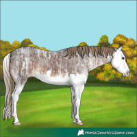 Horse Color:White Spotted Liver Chestnut Ice Splash 