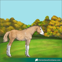 Horse Color:Gold Cream Champagne Ice Splash 